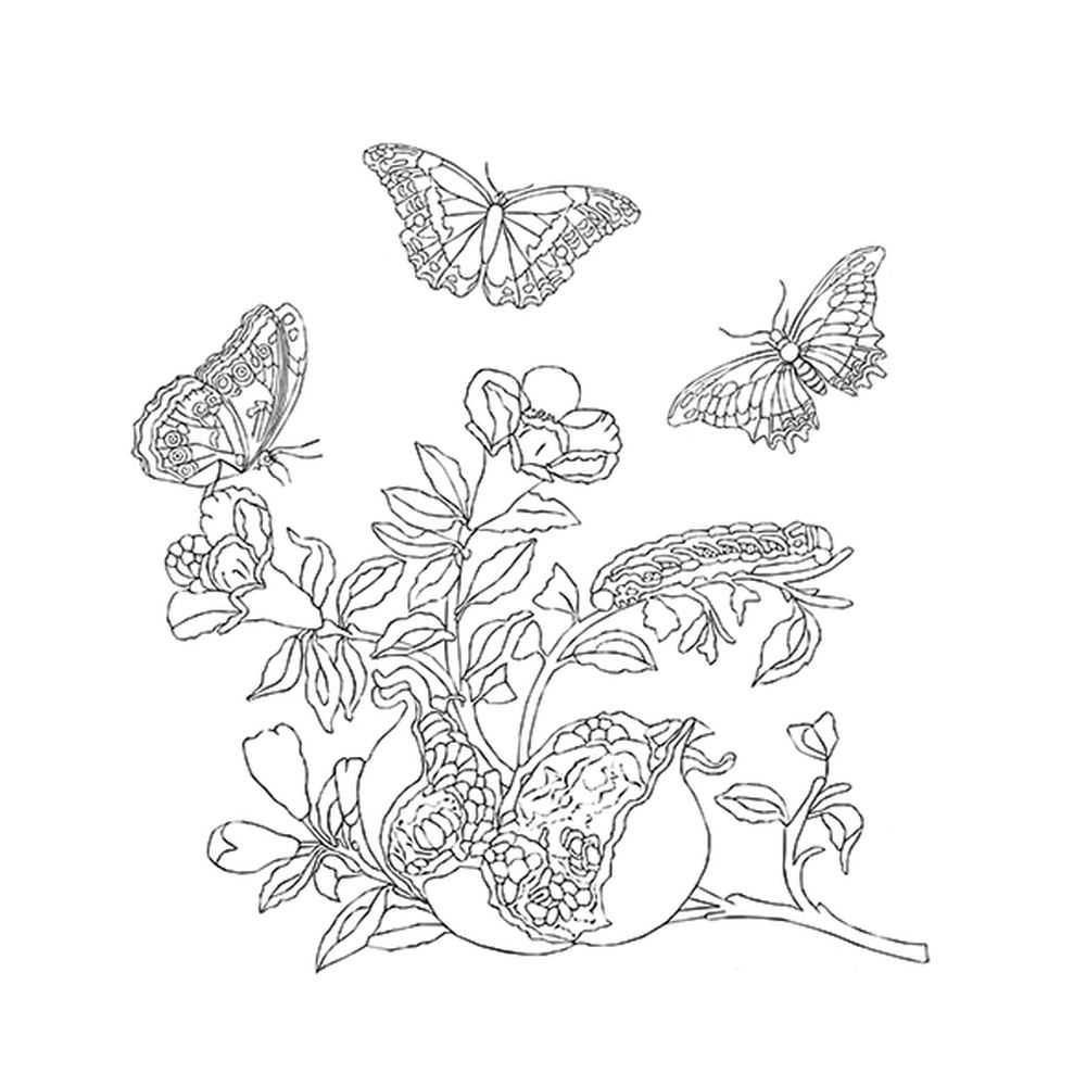 Coloring Art, Maria Sibylla Merian - 3