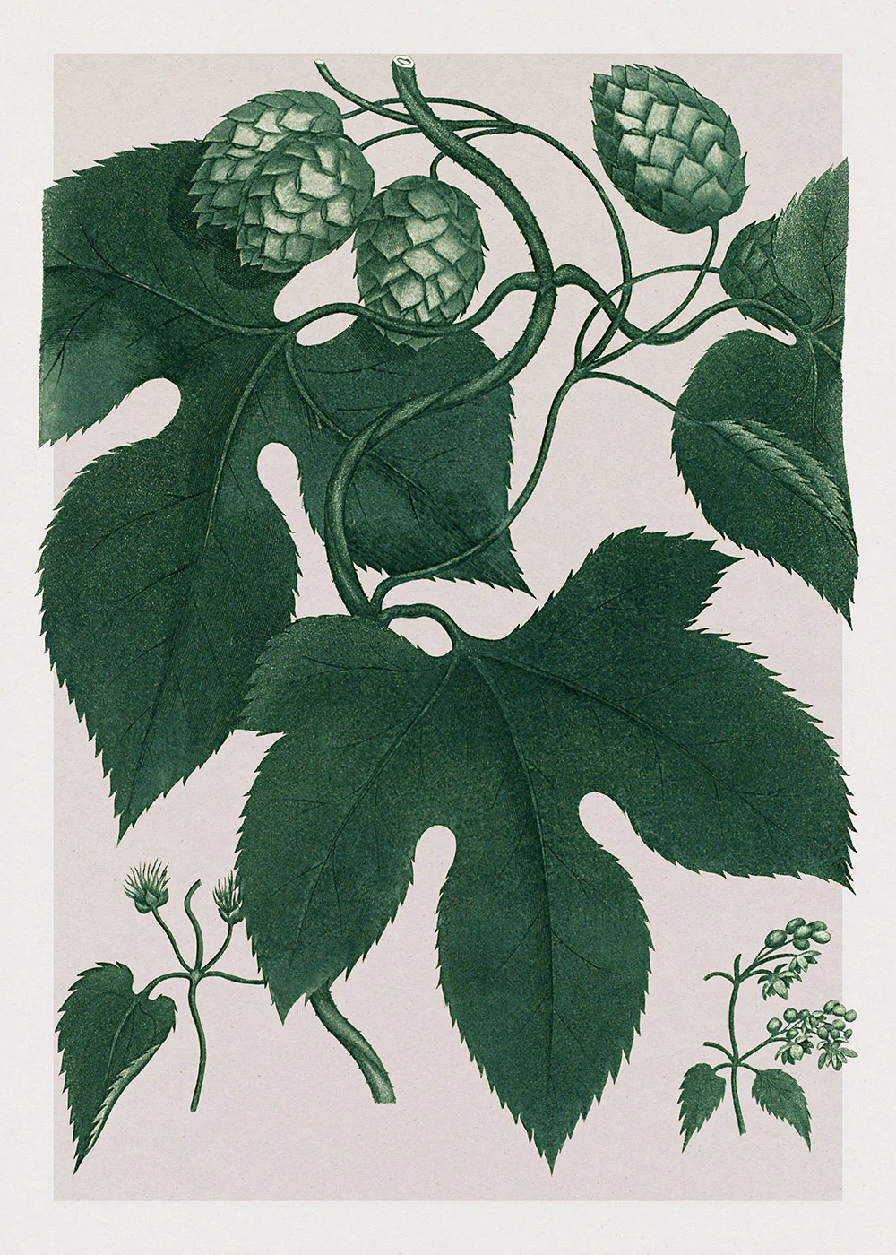Poster Humulus Lupulus