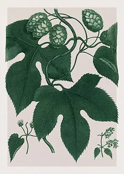 Poster Humulus Lupulus