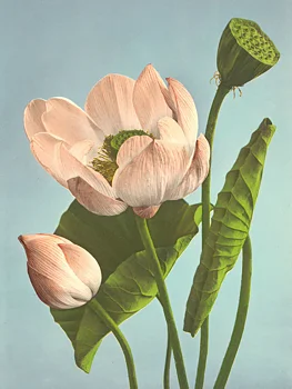 Poster Triple Lotus