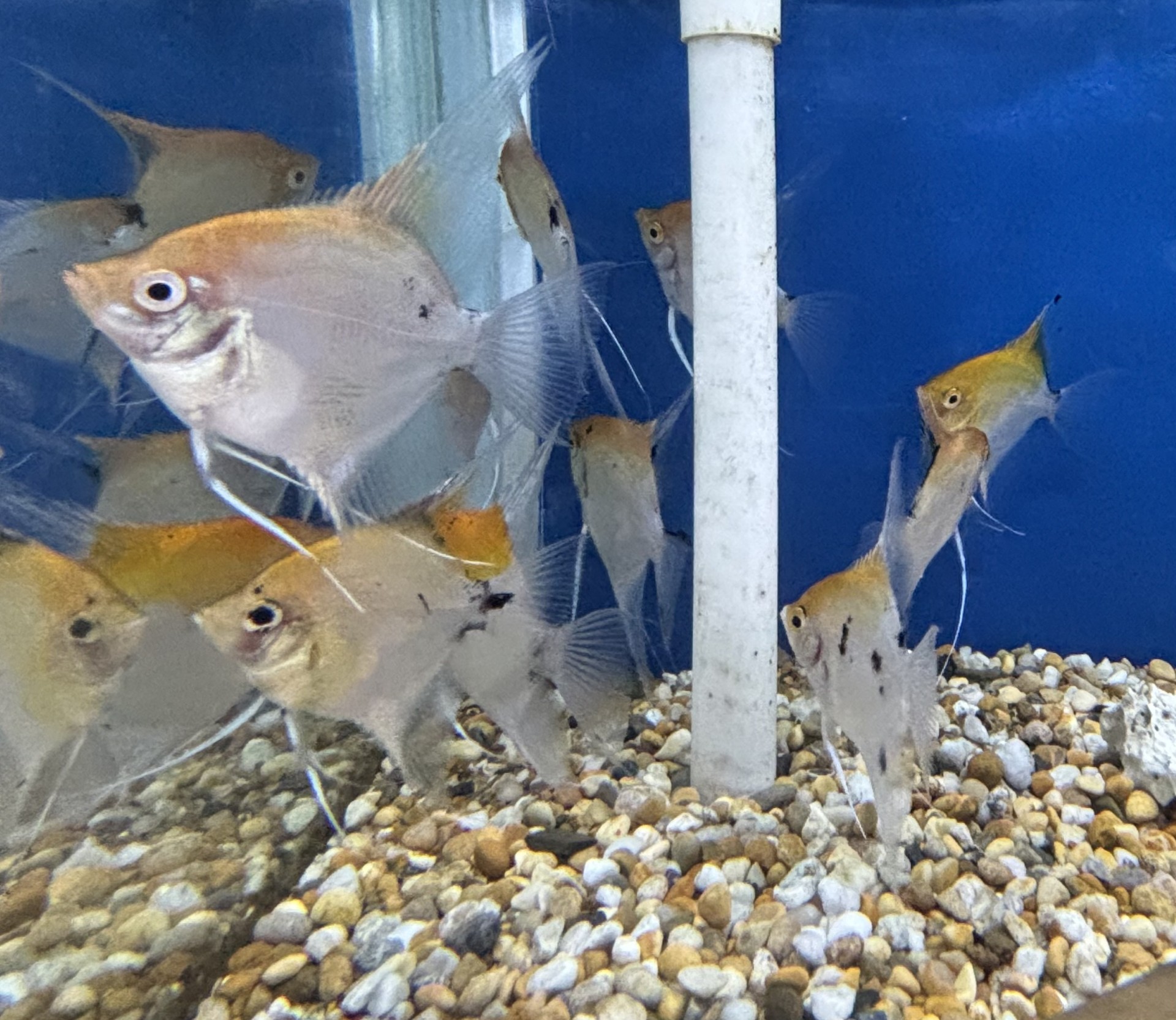 Scalare Orangehead (Pterophyllum scalare)