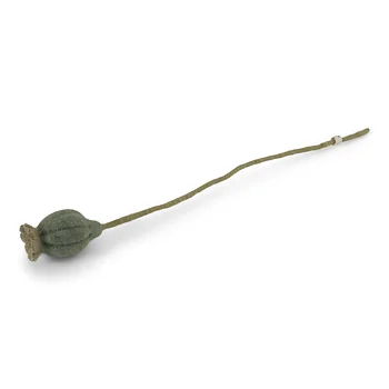 Poppy 