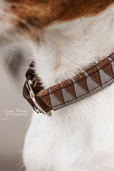 KENTUCKY Hundhalsband Triangle brunt