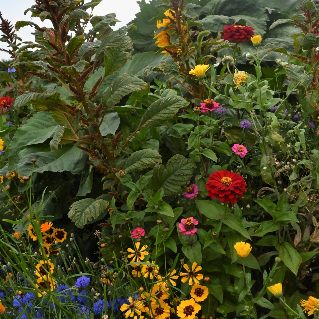 Blomstermix - Japanese Flower Garden