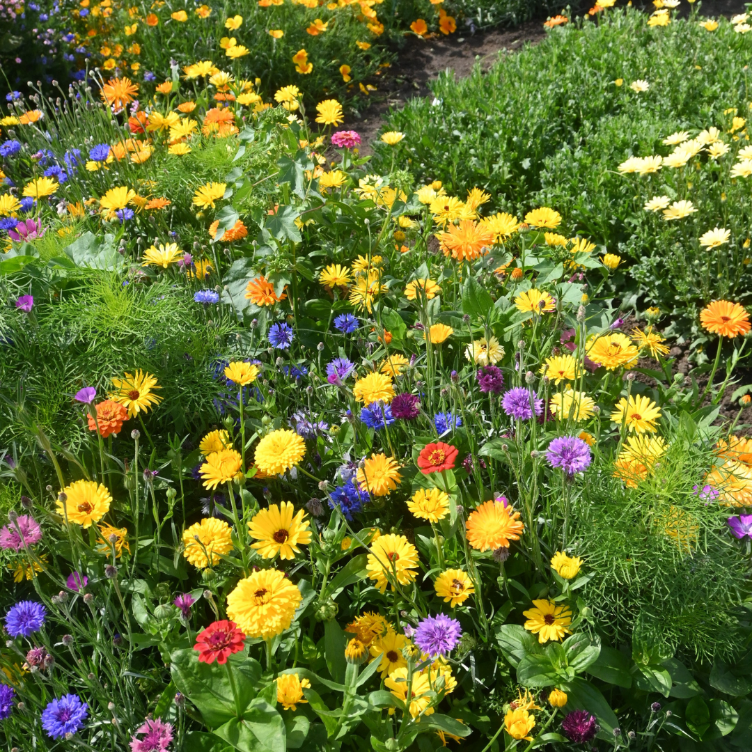 Blomstermix - Japanese Flower Garden