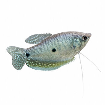 Blå Gurami (Trichopodus trichopterus)