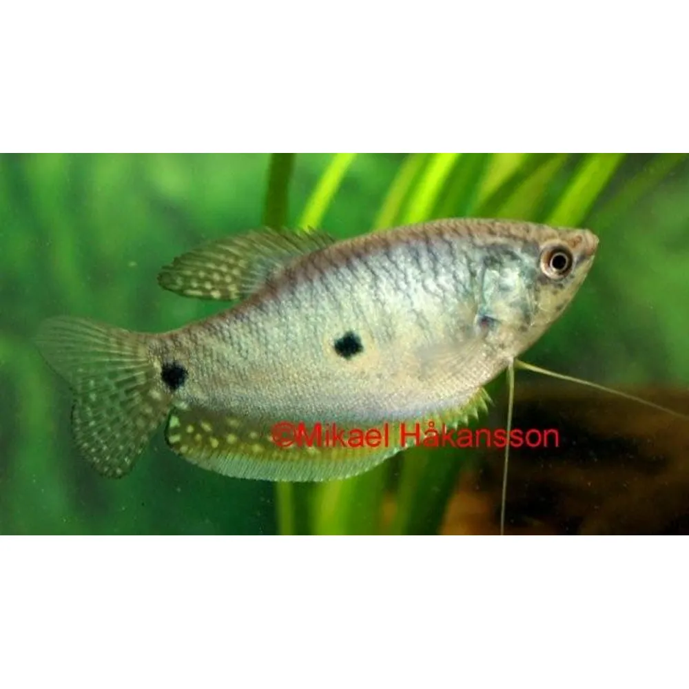 Blå Gurami (Trichopodus trichopterus)