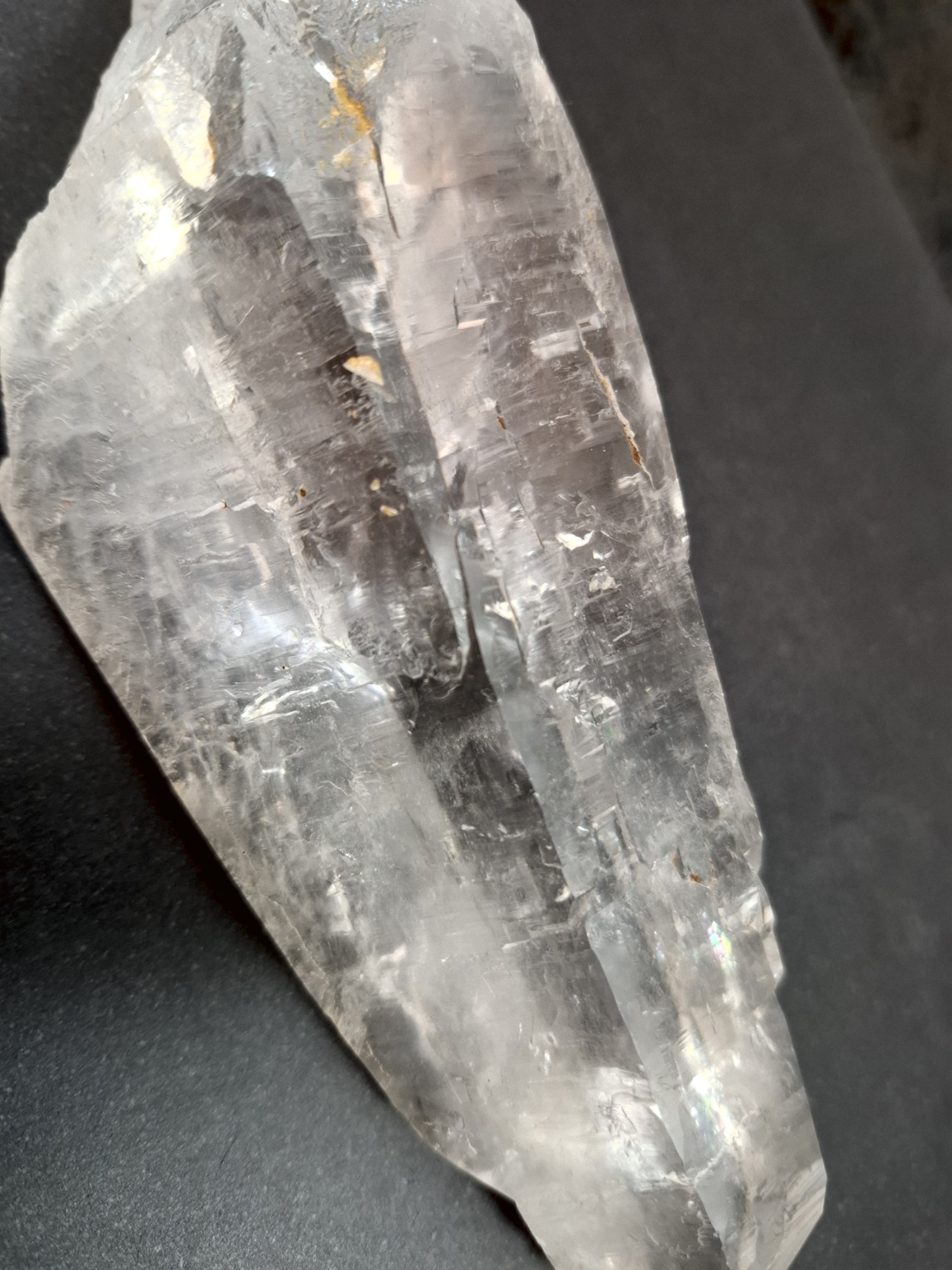 Lemurien Spets - 2