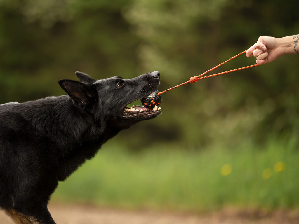 Non-Stop Dogwear Ball on Rope Dog Toy - Non-toxic