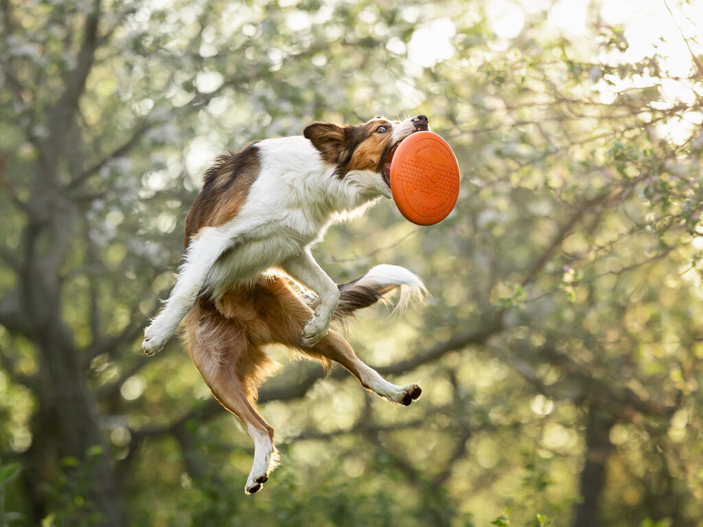 Non-Stop Dogwear Hundespielzeug – Wurfscheibe - Ungiftig