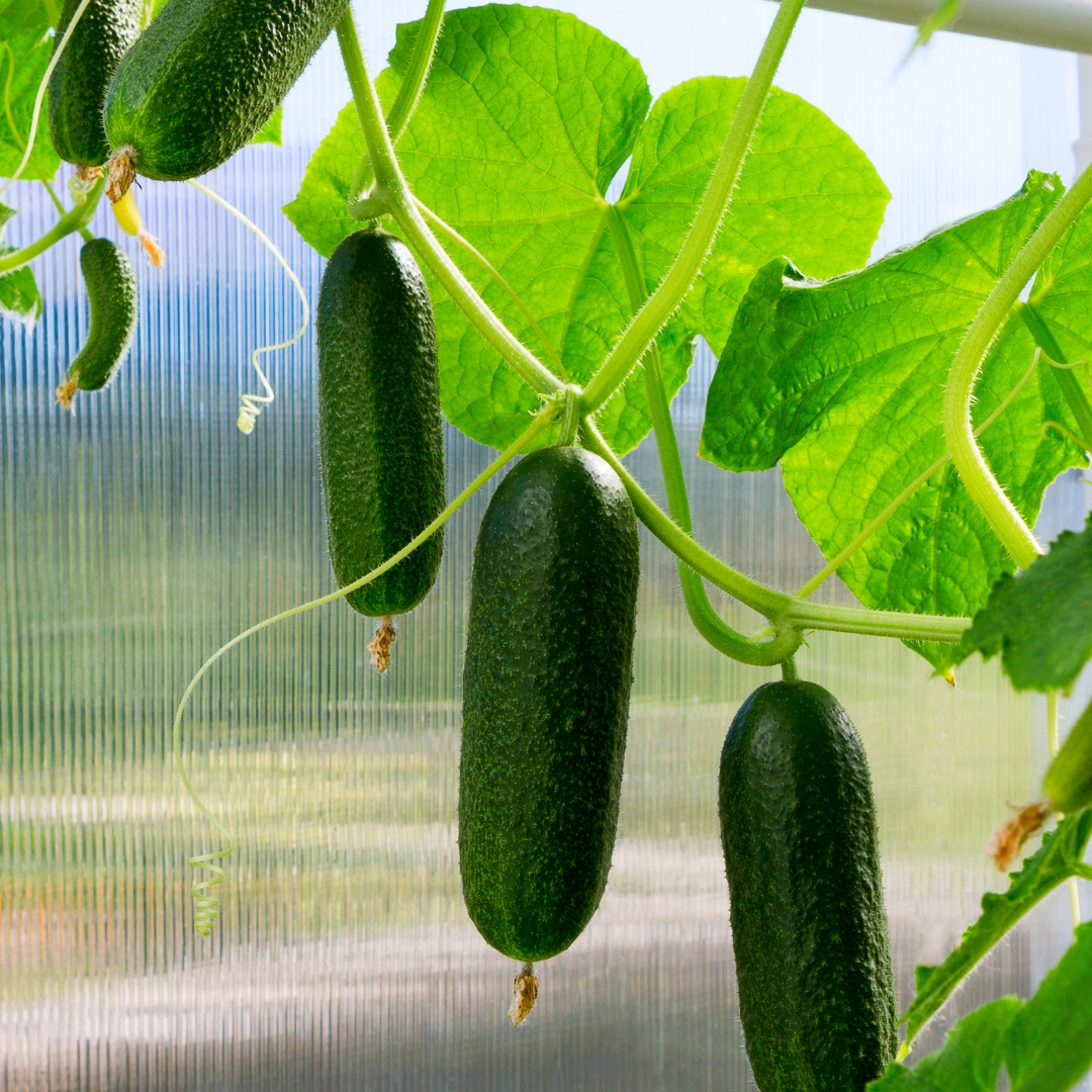 Partenokarpa gurkor - självbefruktande och lätta att odla