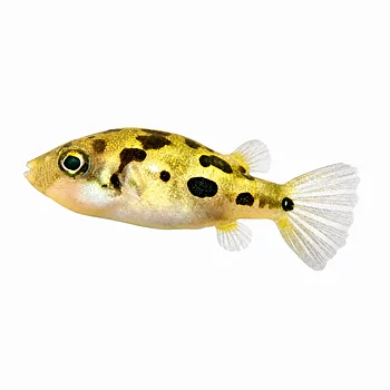 Kulfisk Dvärg (Carinotetraodon travancoricus)