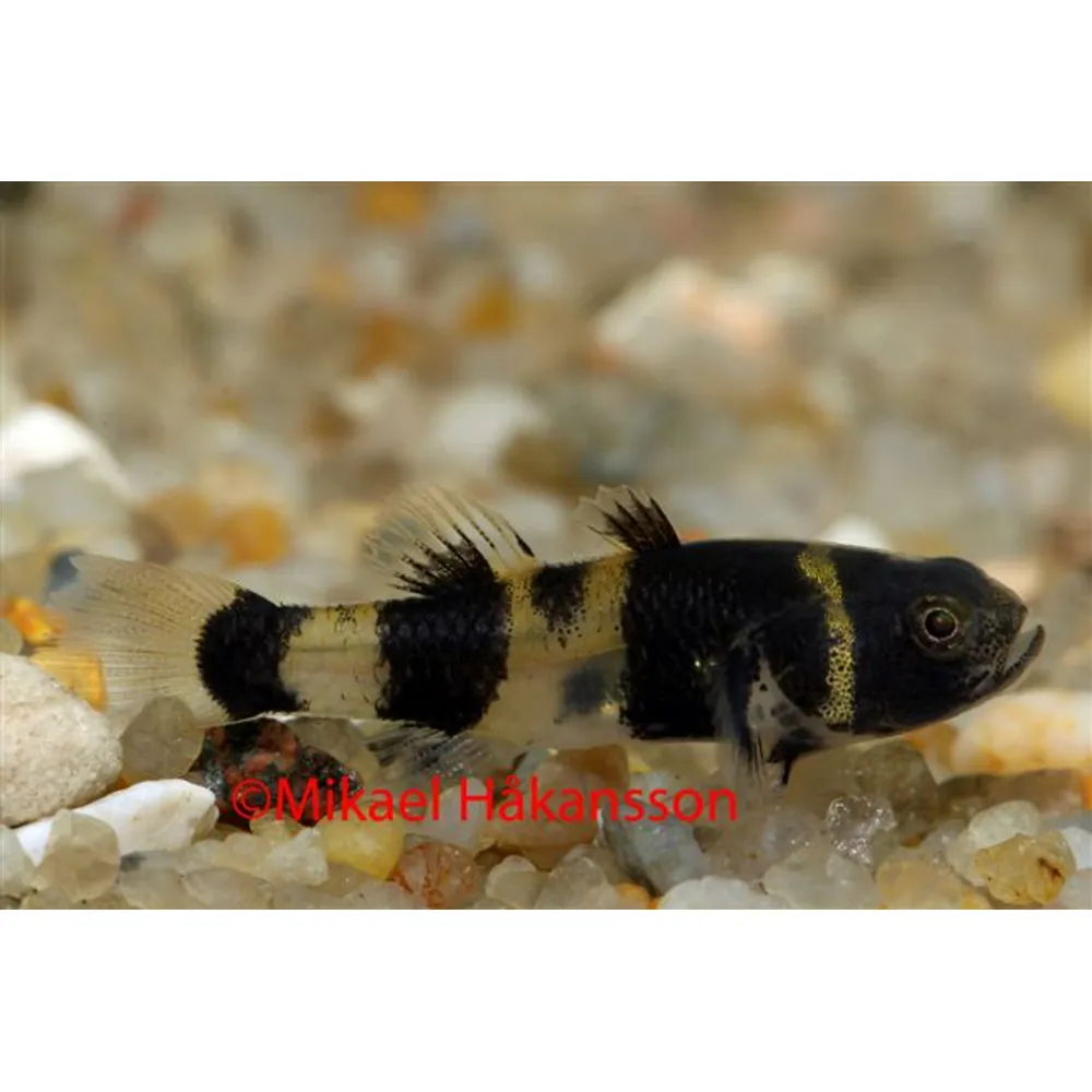 Humlafisk (Brachygobius xanthozonus)
