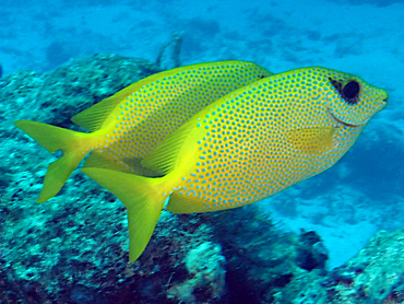 Siganus corallinus (reef safe)