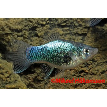Platy Tuxedo blåneon (Xiphophorus maculatus)