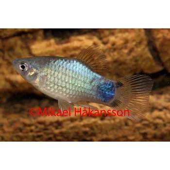 Platy Musse Pigg Blåneon (Xiphophorus maculatus)