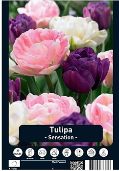 Tulipa Sensation x21 12/+s   21-Pack   Dutch Craft Value