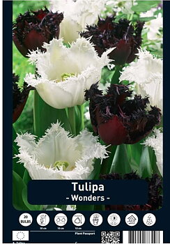 Tulipa Wonders x20 12/+s 20-Pack Dutch Craft Value