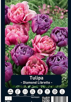 Tulipa Diamond Libretto x20 12/+s 20-Pack Dutch Craft Value