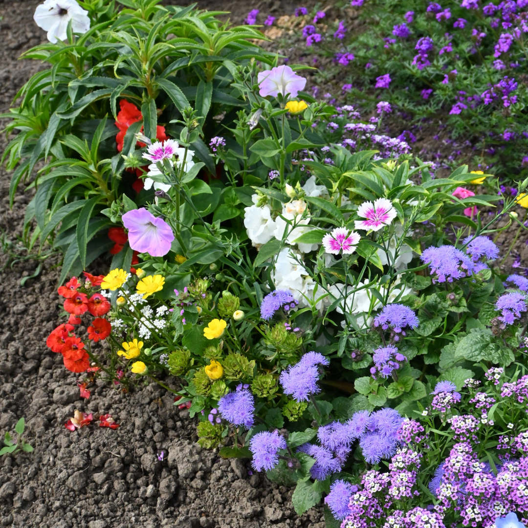 Blomstermix - Balkong Mix