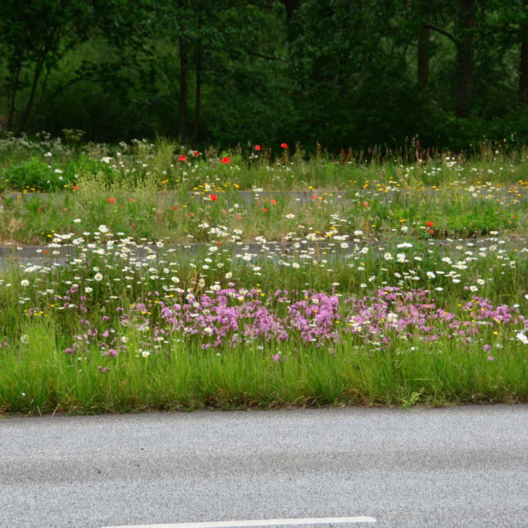 Blomstermix - Vägkant