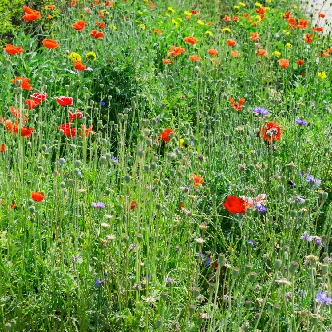 Blomstermix - Vägkant