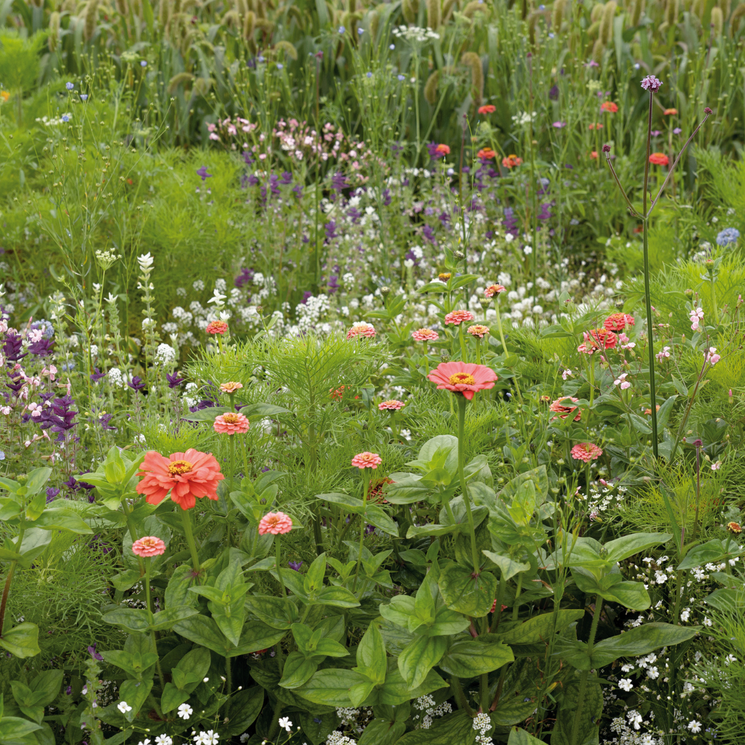 Blomstermix - Pastel Shades