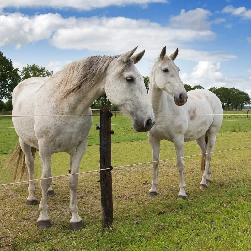 Gallagher TurboStar Equifence white 250m - 5