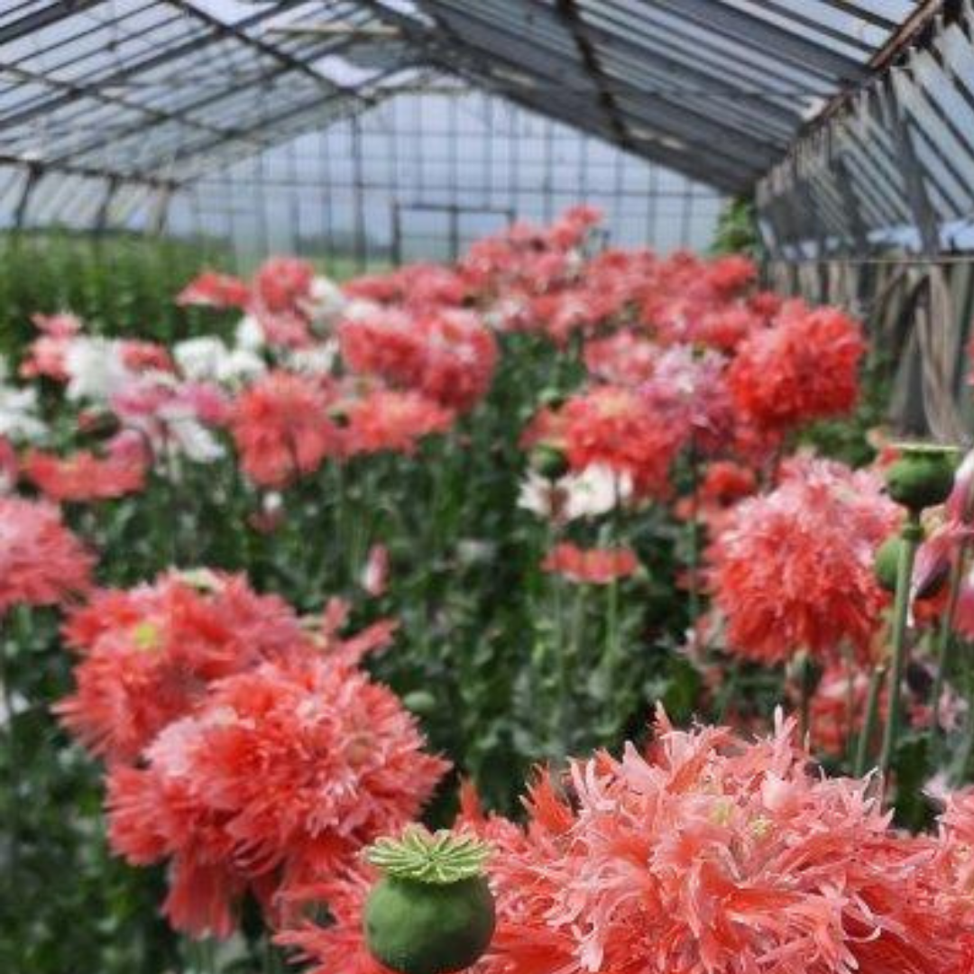 Ekologisk Fjädervallmo - Fringed