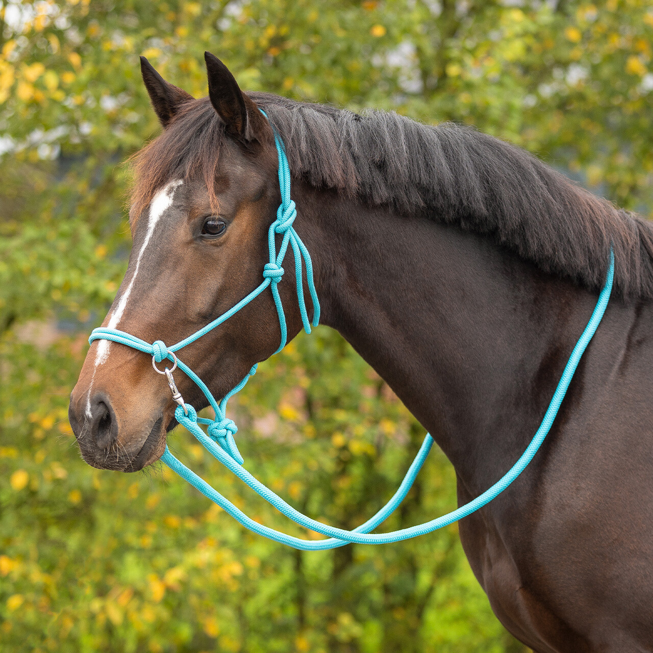 Rope halter for riding QHP, with reins, light blue
