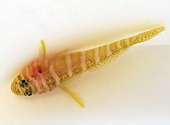 Priolepis cincta (reef safe)