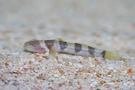 Astrabe sp. (reef safe)