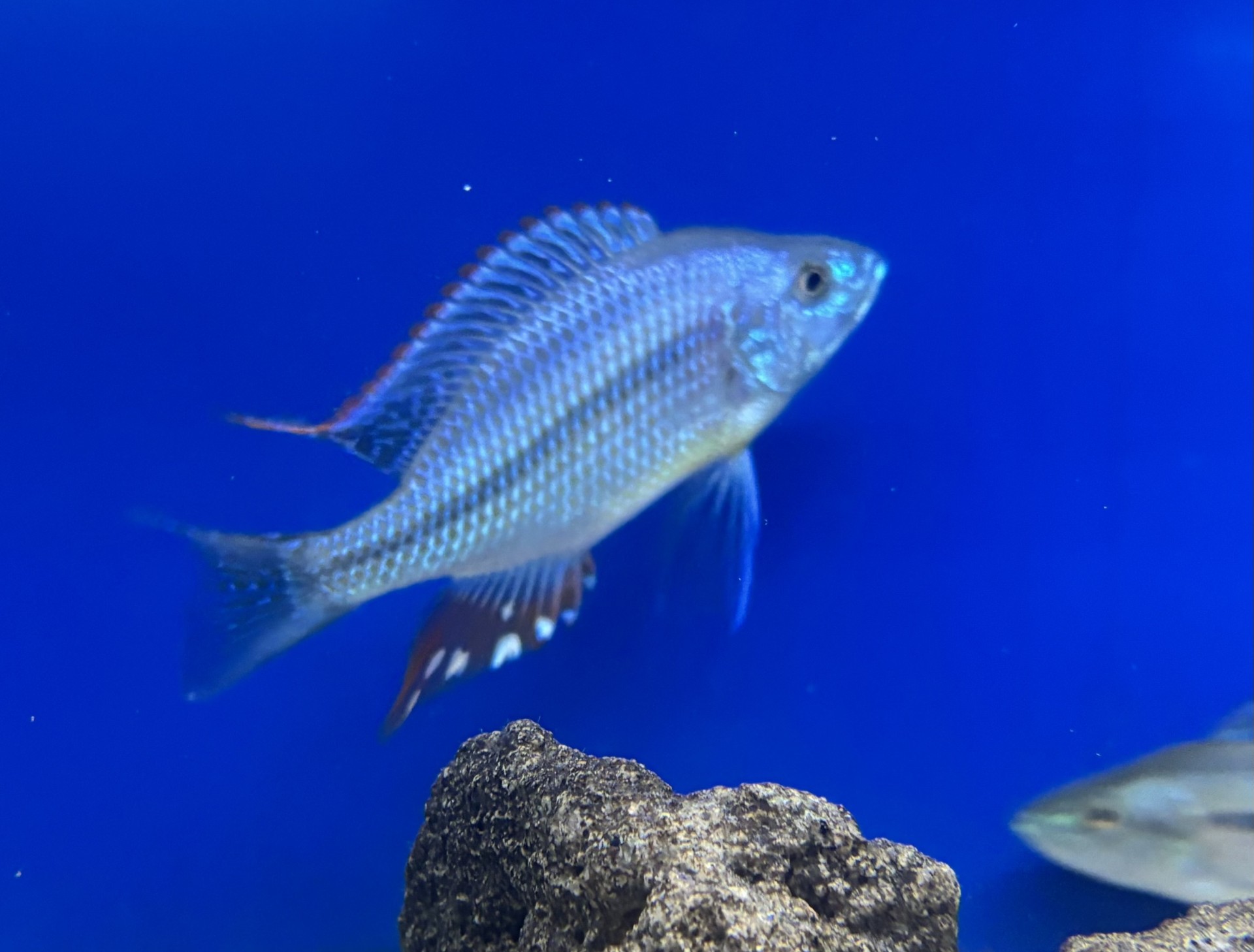 Strigatus, sunset-haplis (Dimidiochromis strigatus)