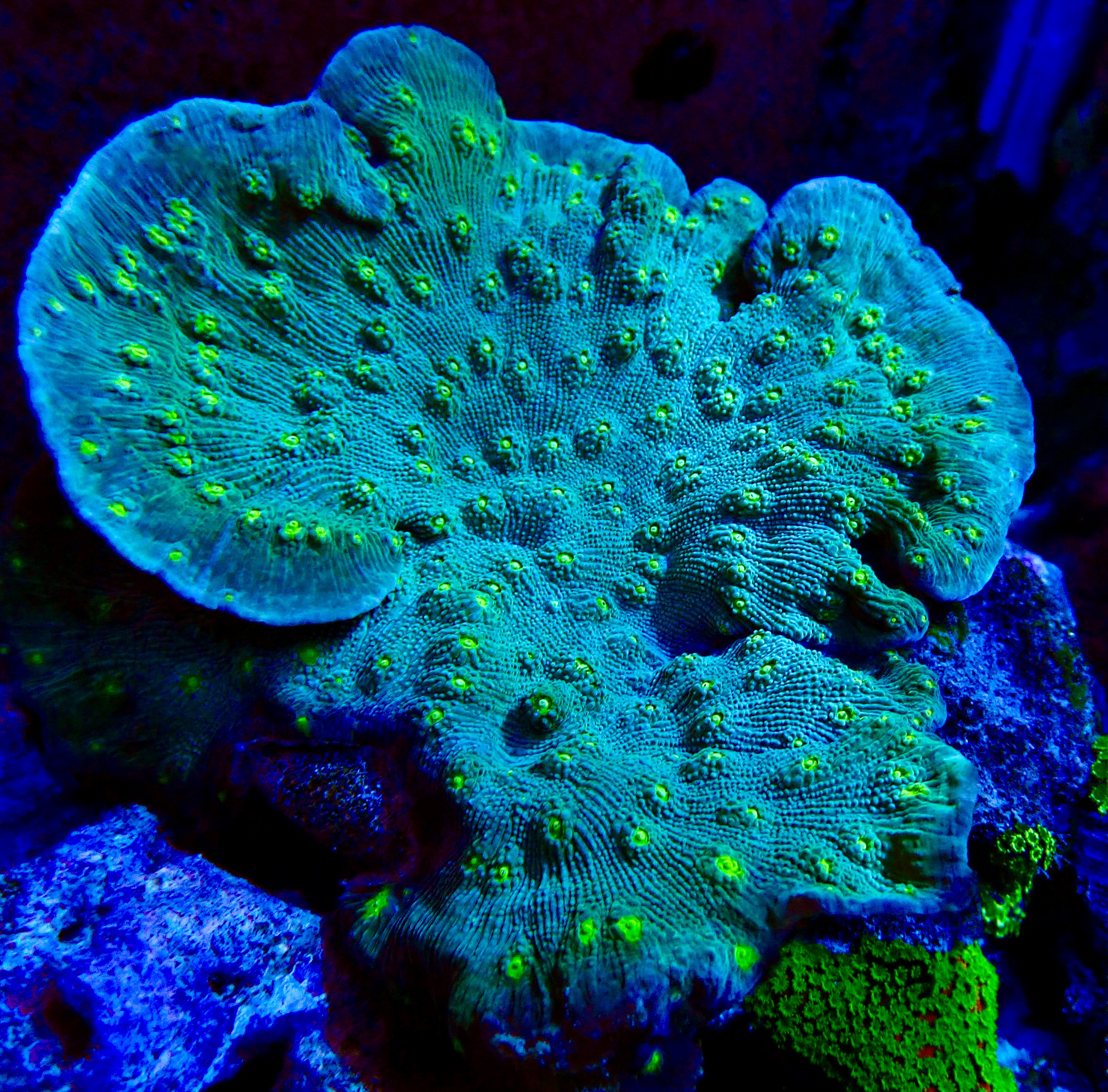 Echinophyllia spp.  chalice