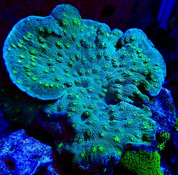 Echinophyllia spp.  chalice