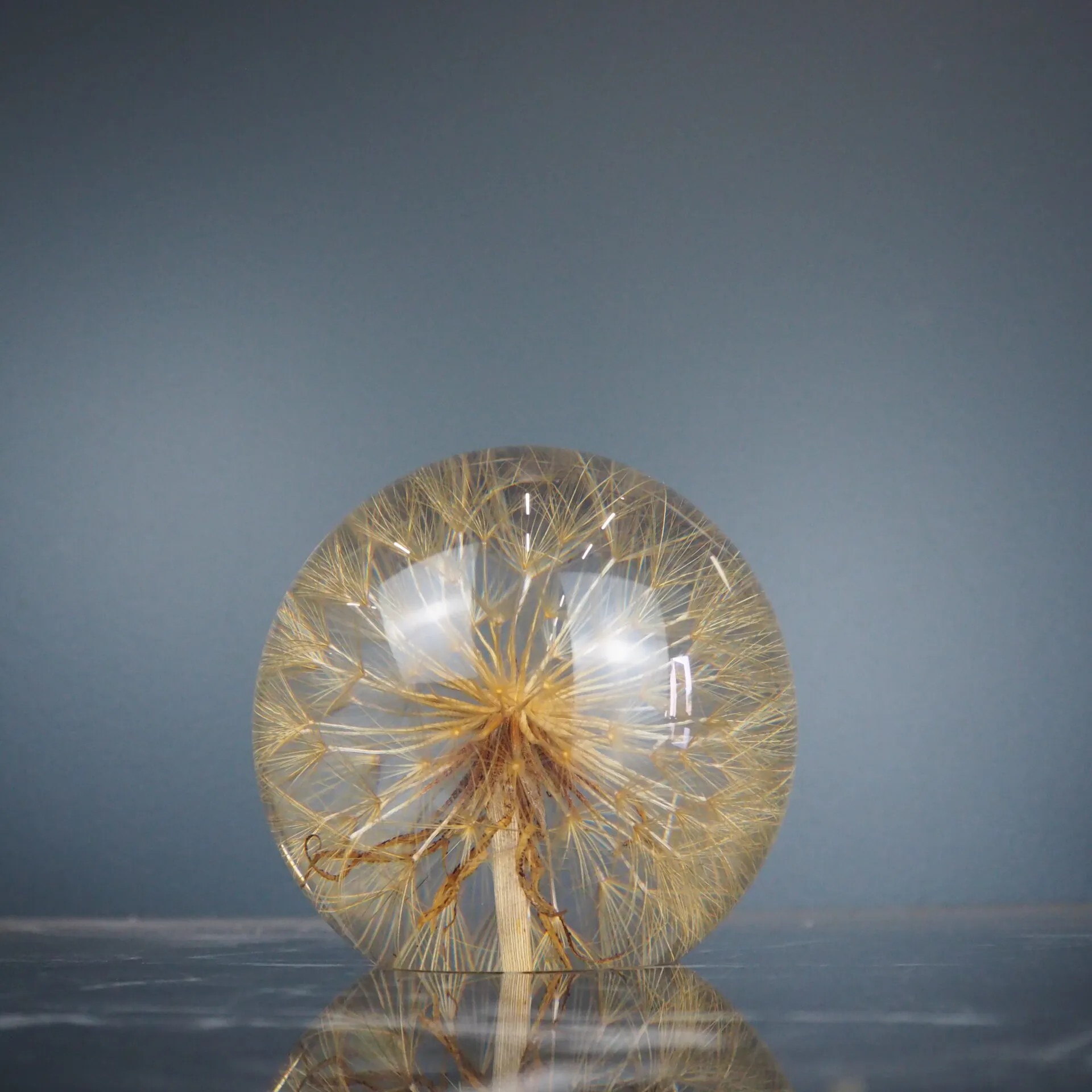 Brevvikt stor Tragopogon Prantensis