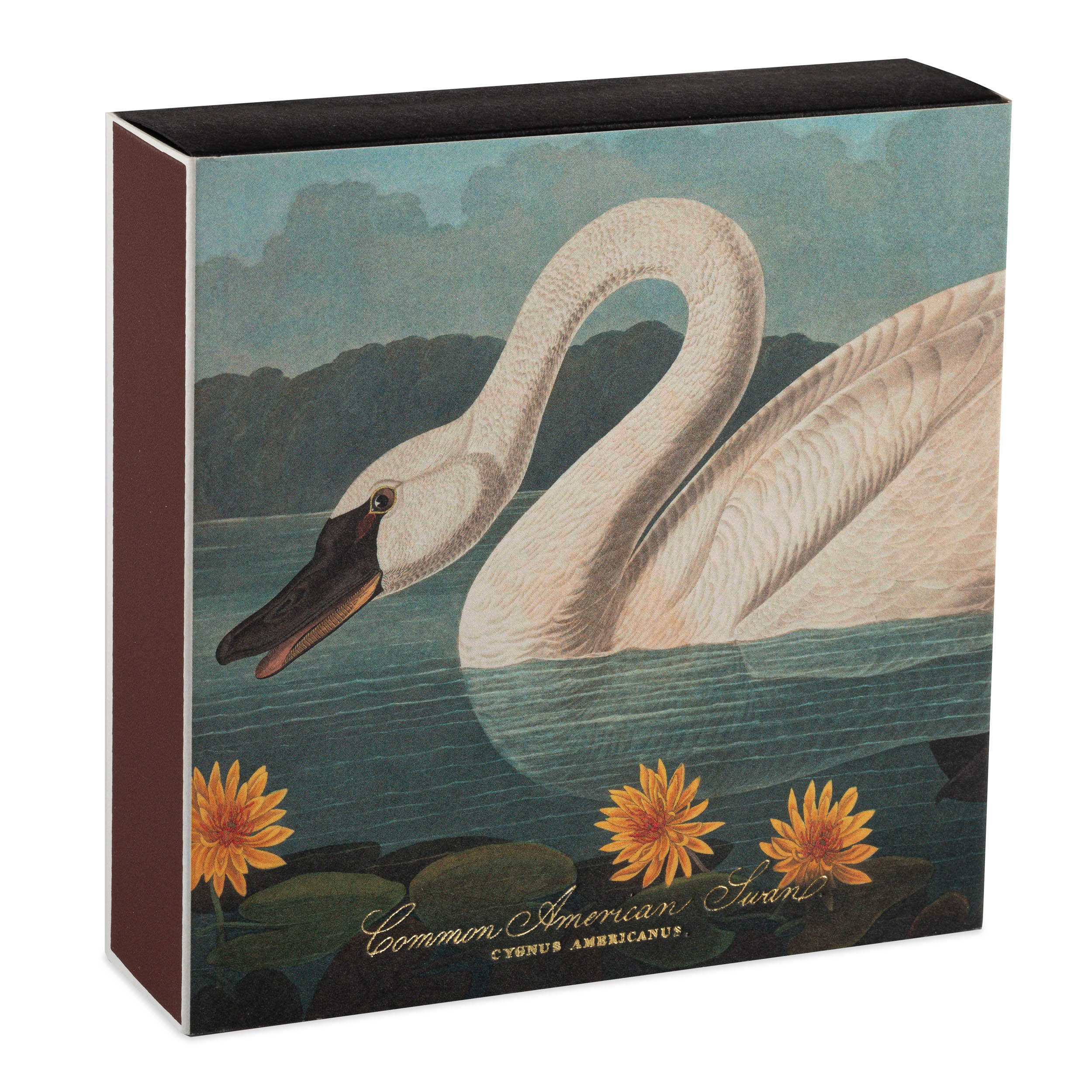 Tändstickor the Common American Swan, Archivist - 3