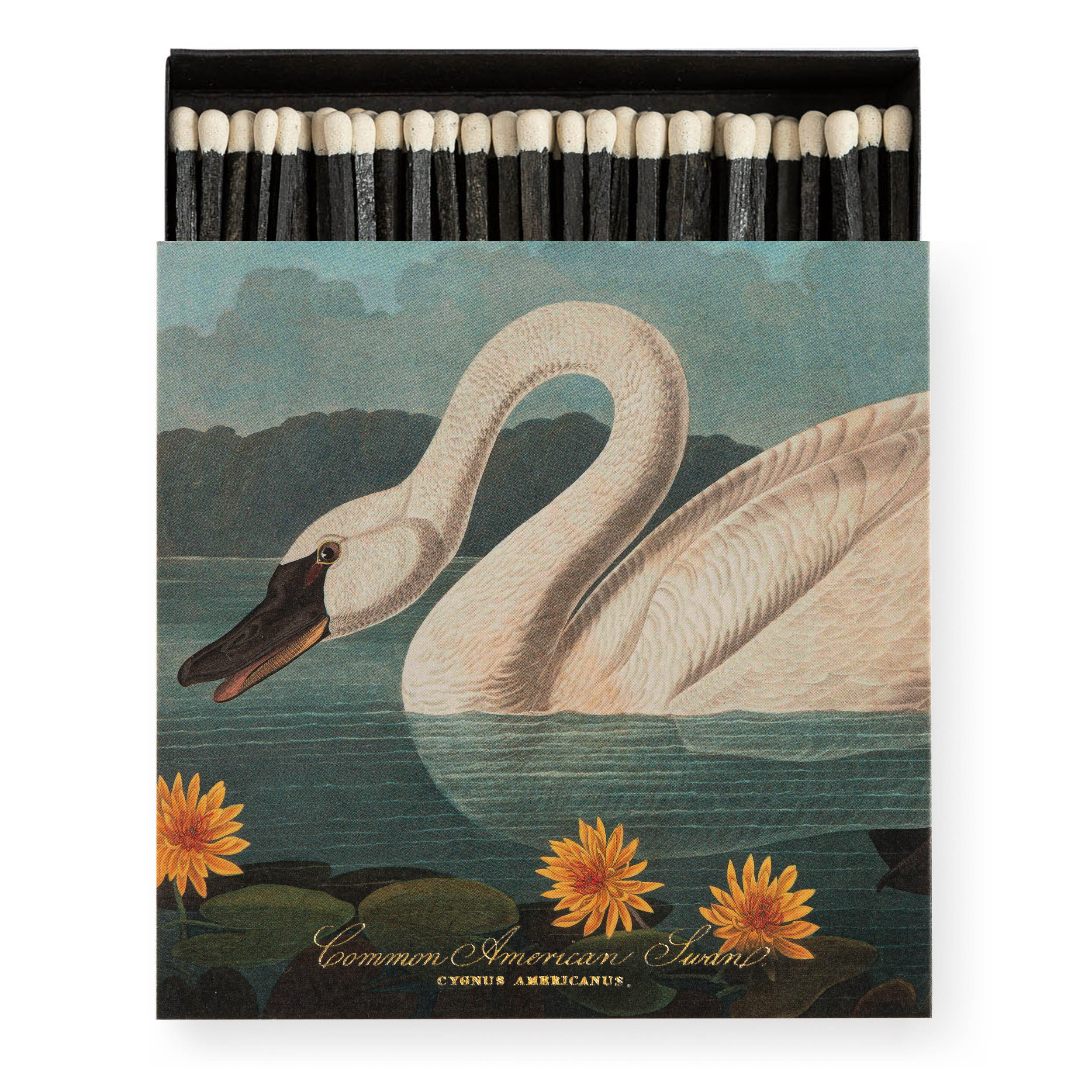 Tändstickor the Common American Swan, Archivist