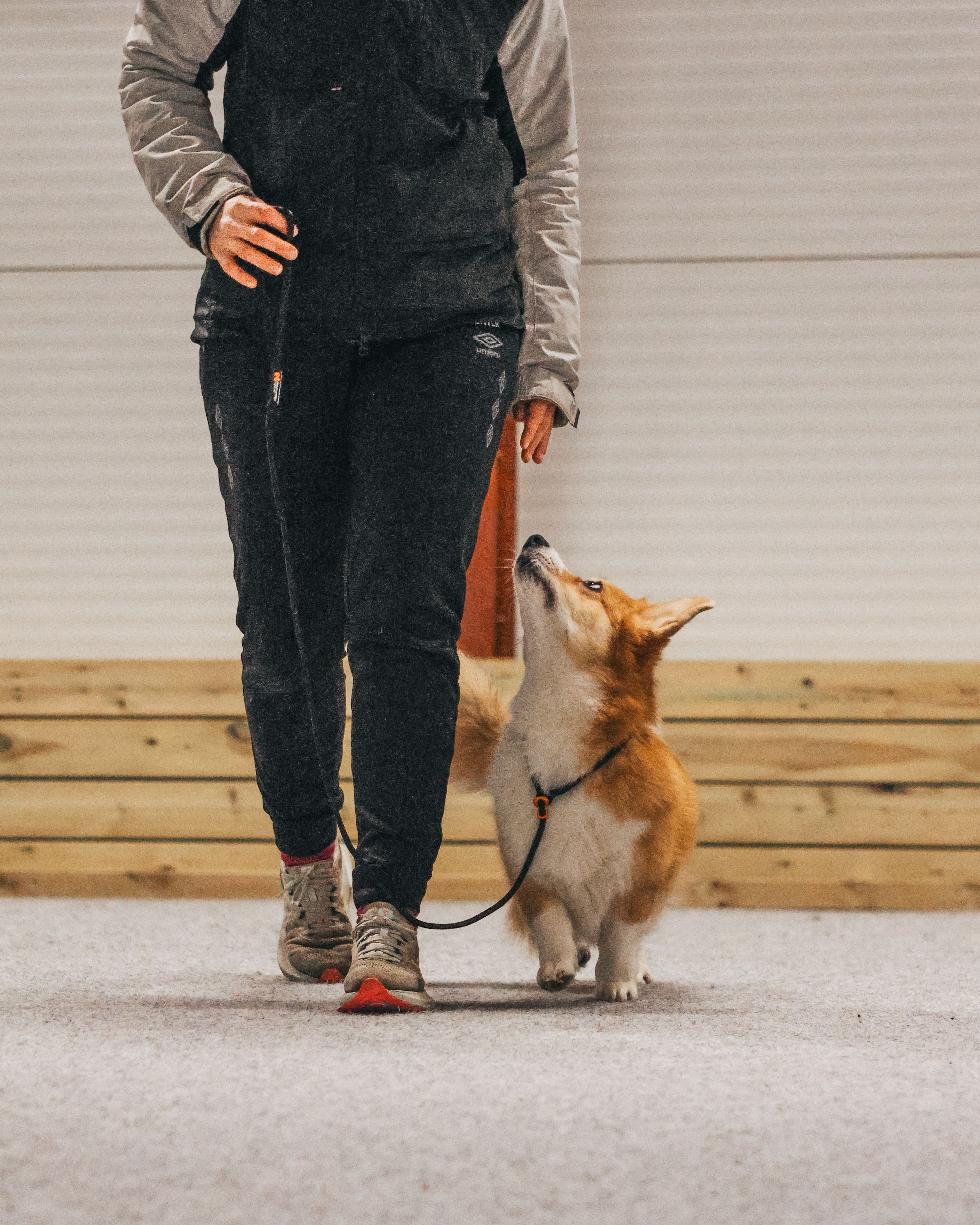 Non-Stop Dogwear Noutajatalutin 1,6 m - Musta - 4