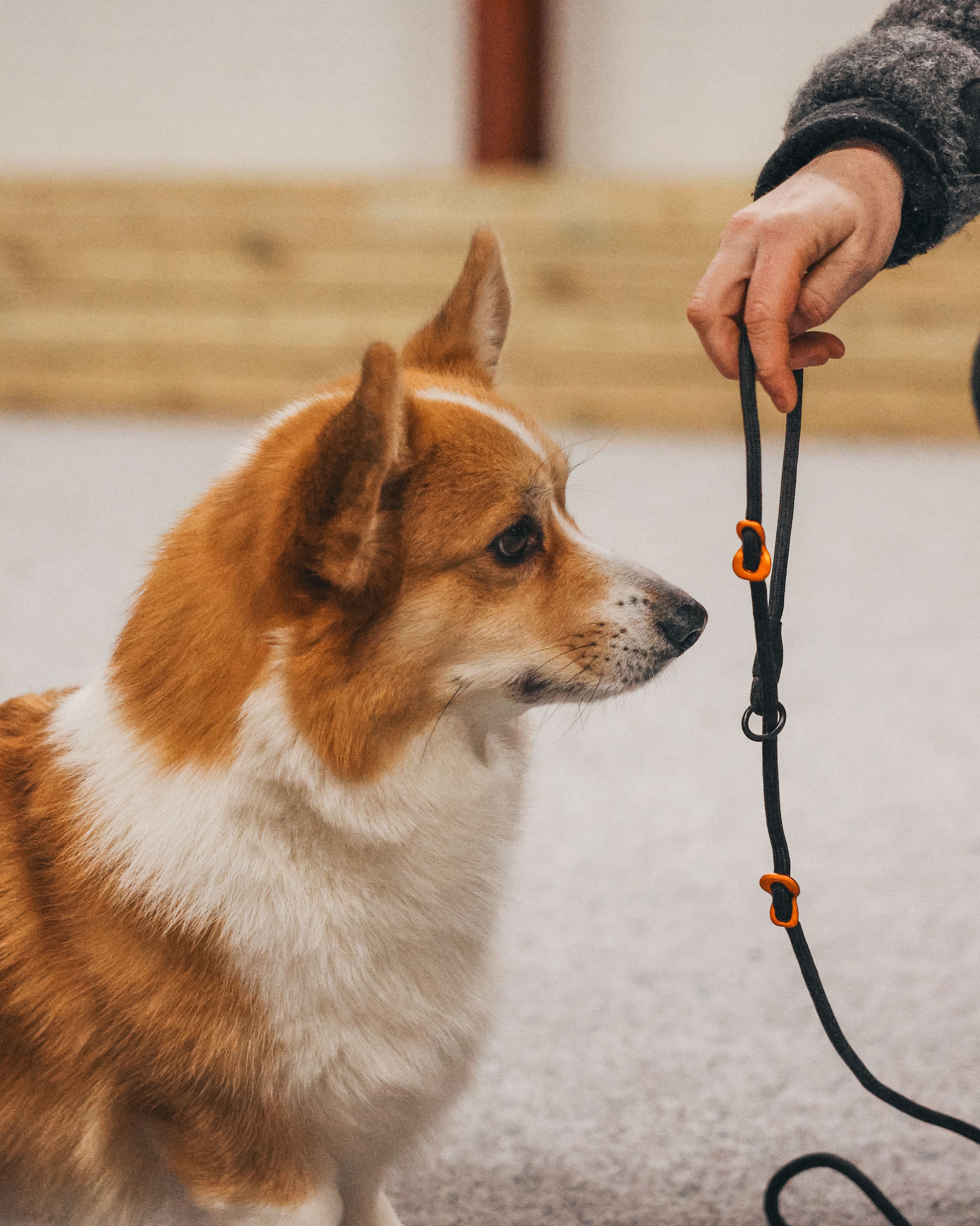 Non-Stop Dogwear Noutajatalutin 1,6 m - Musta - 2