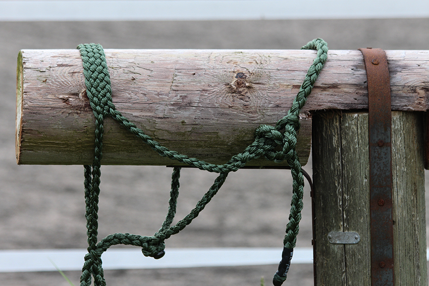 All That Braided Rope Halter- Olive - 5