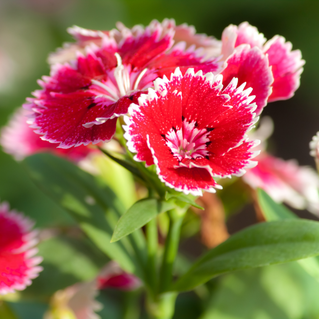 Sommarnejlika - Merry Go-Round