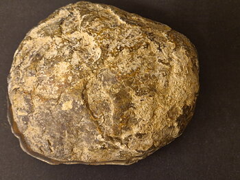 Septaria  Knölar / Nodules  - 2 delar