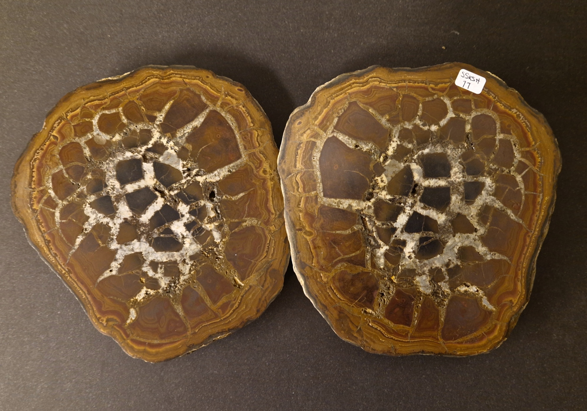 Septaria  Knölar / Nodules  - 2 delar