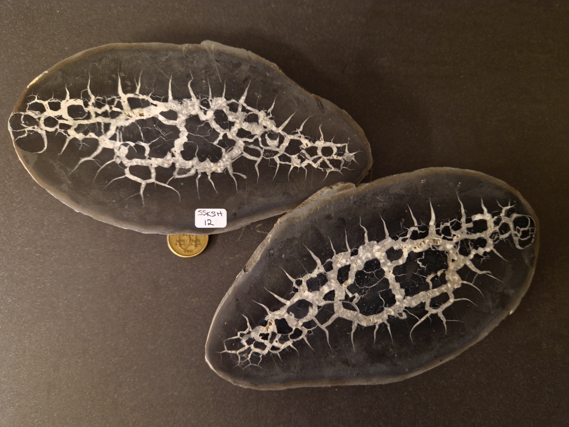 Septaria  Knölar / Nodules  - 2 delar
