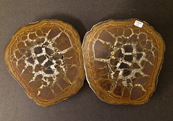 Septaria  Knölar / Nodules  - 2 delar