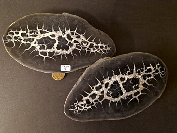 Septaria  Knölar / Nodules  - 2 delar