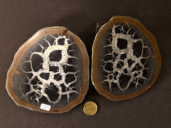 Septaria  Knölar / Nodules  - 2 delar