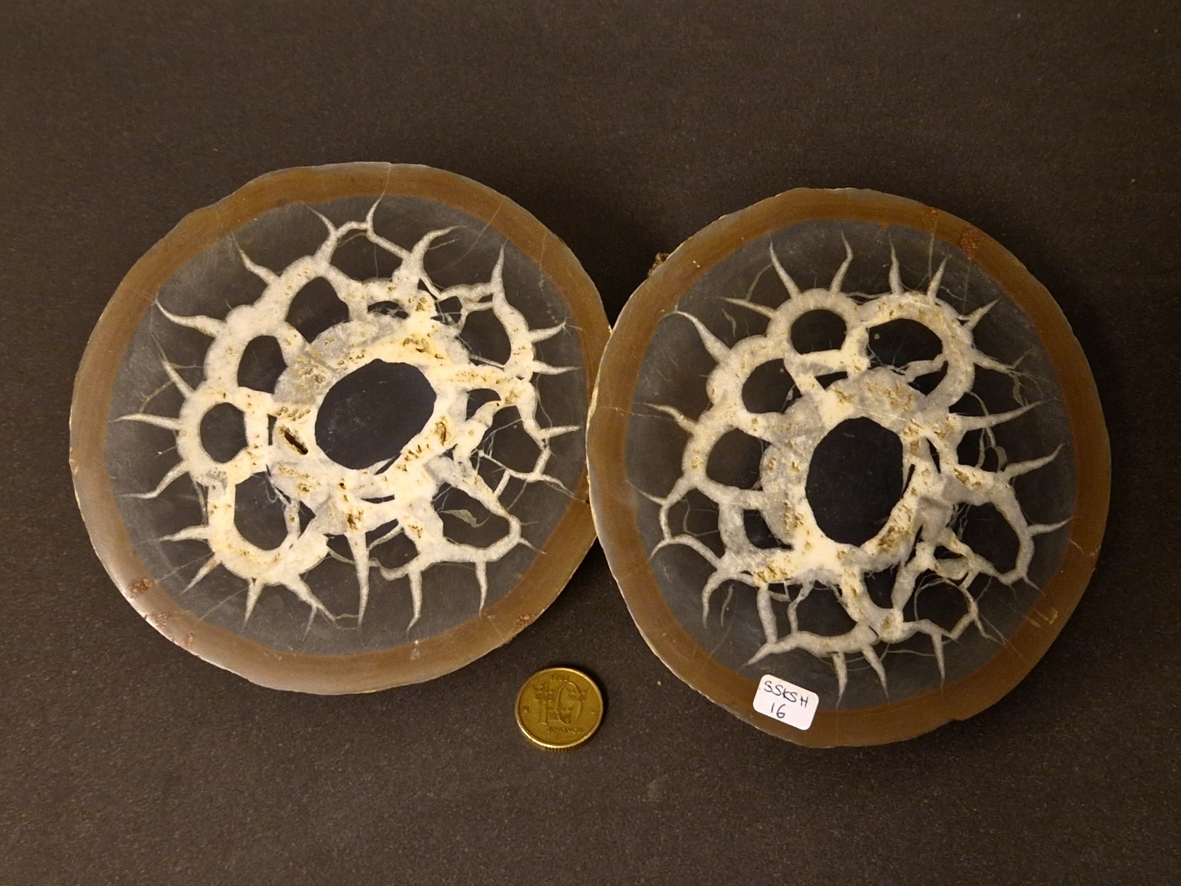 Septaria  Knölar / Nodules  - 2 delar