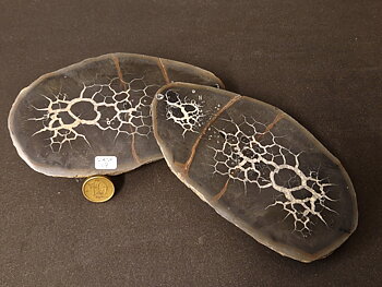 Septaria  Knölar / Nodules  - 2 delar